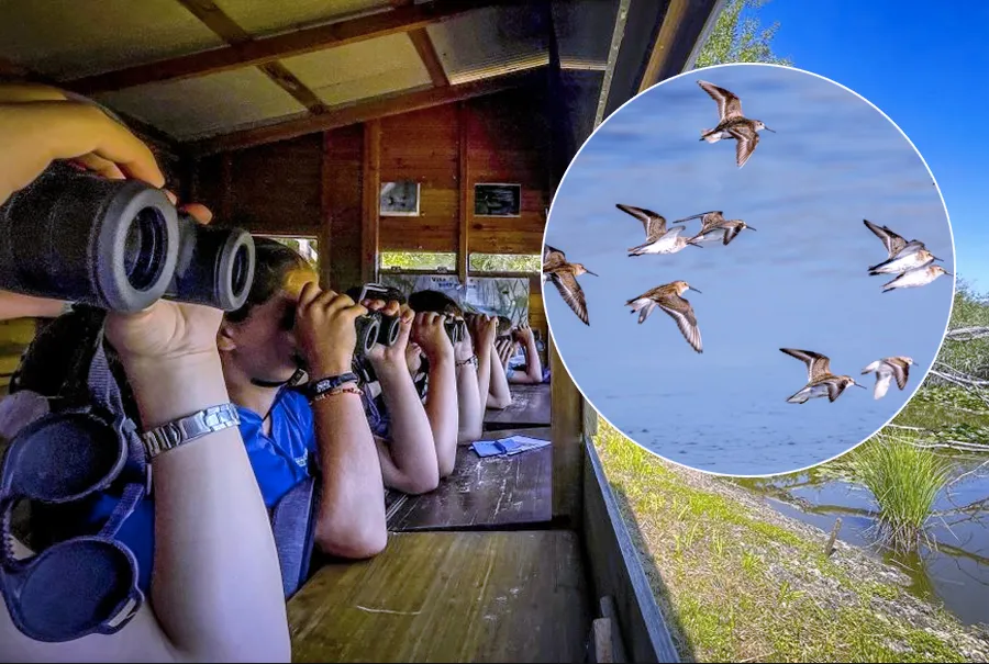 Birdwatching nel Lazio nel segno di San Francesco: cos’è, come partecipare e la mappa degli eventi Lipu