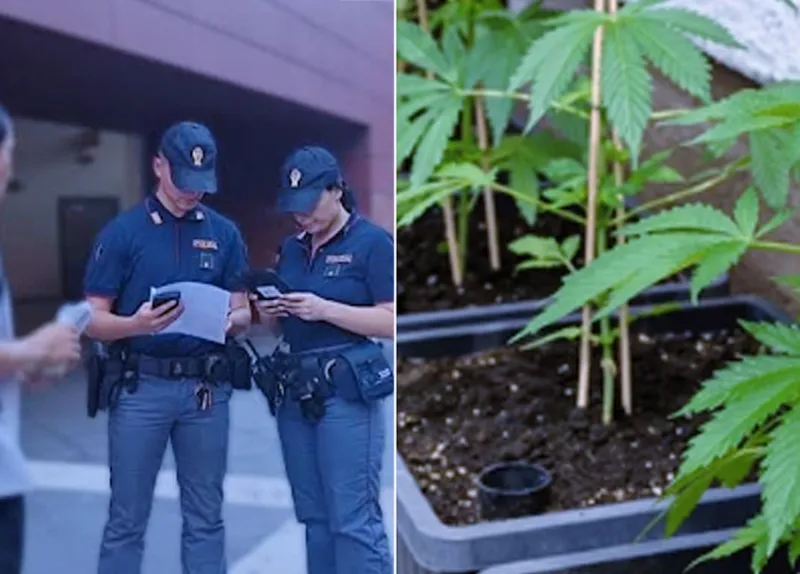 Coltivazione di marijuana tra i palazzi di Roma nord: serra, semi e vasi in una cantina insospettabile