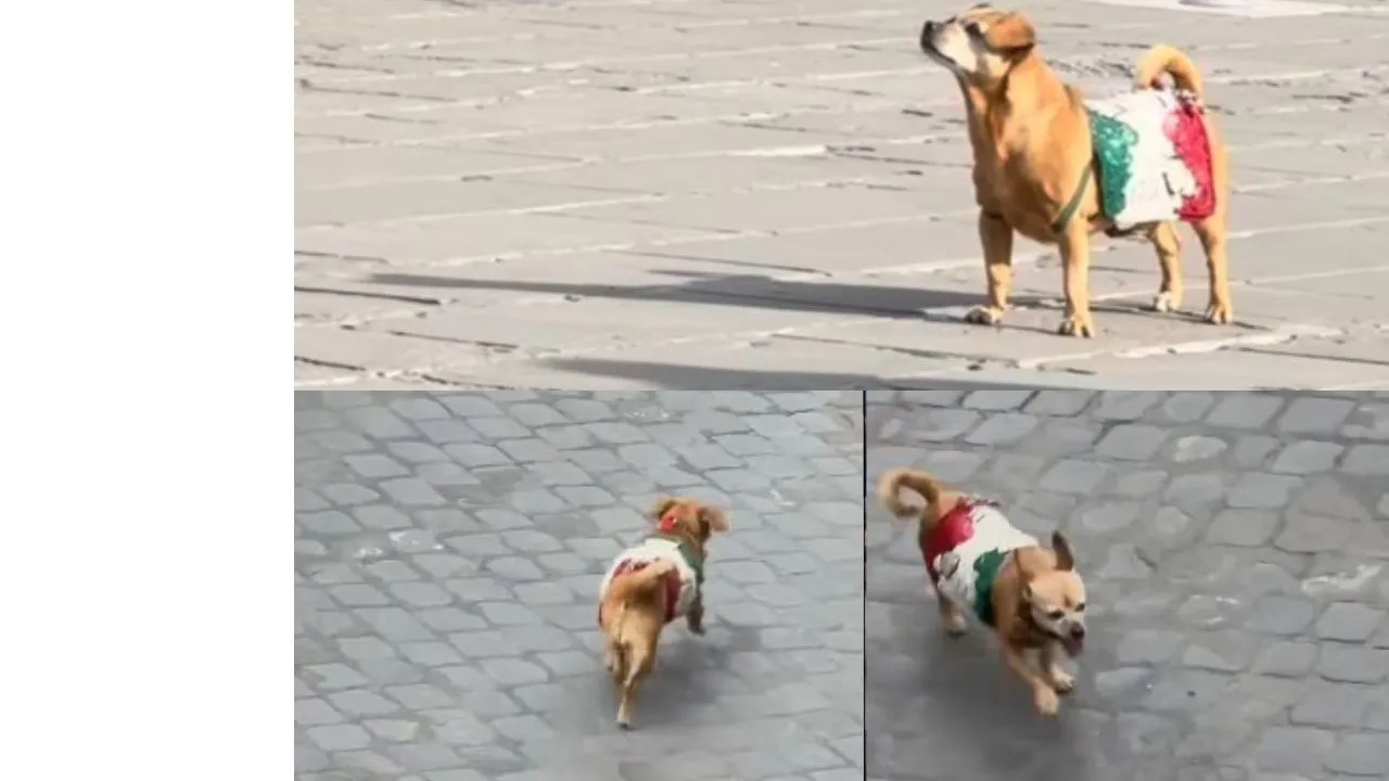 Briciola, ultima parata oggi 2 giugno: va in pensione la mascotte dei Carabinieri