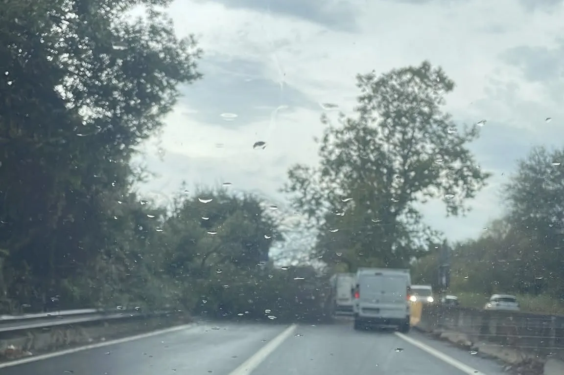 Albero cade sulla via Ostiense, forti rallentamenti: strada da evitare